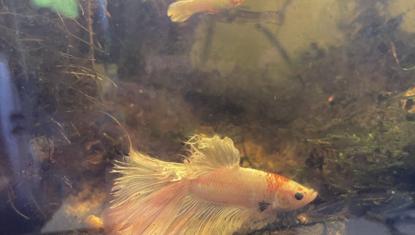 Plus aucune  taches noires