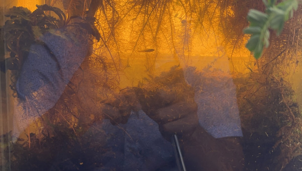 Le marecage commence à prendre forme!