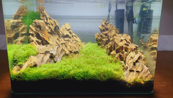 Première taille des gazonnantes !