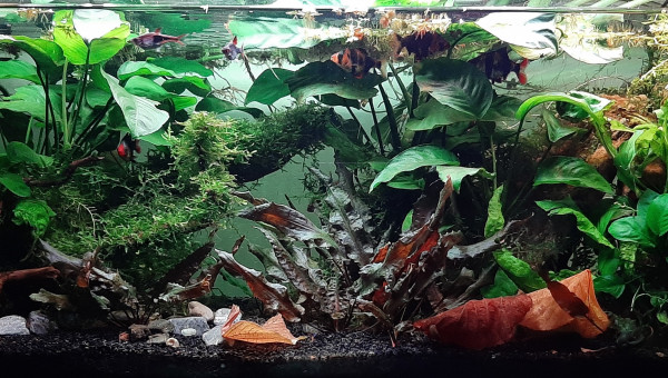 Des plantes palustres ?