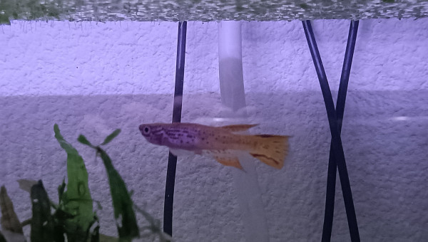 Mâle ♂️ Aphyosemion jeanhuberi Malinga GBG 93-20