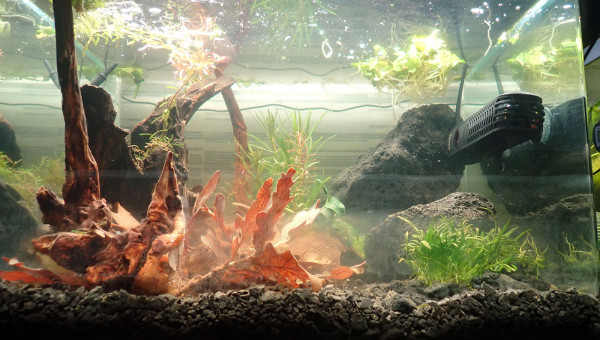 Bac principal - moisissure ?