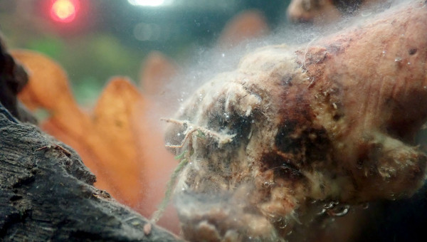 Bac principal - moisissure ?