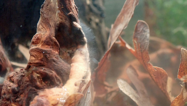 Bac principal - moisissure ?