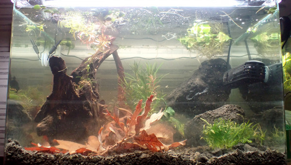 Bac principal - moisissures 2