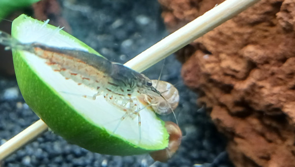 Japonica amano sur rondelle courgette pochée