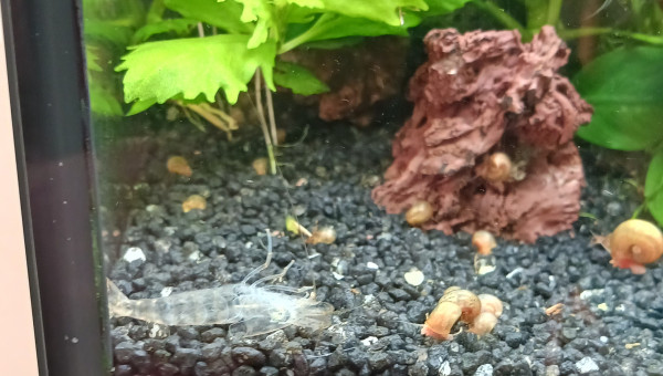 La première mue de japonica d'amano