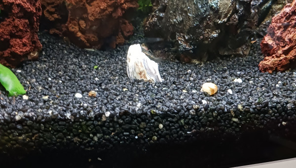 Une demi coquille d'huitre plantée dans le quartz ...