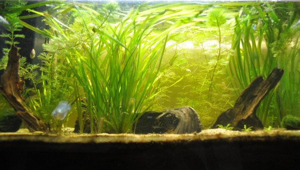 Open water avant le grand remaniement