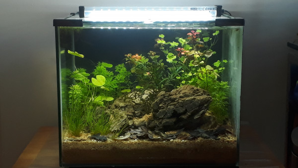 Ajout de feuilles mortes ramenées d'un ruisseau