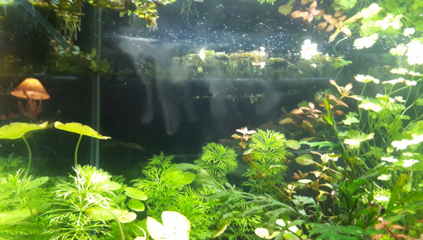 Surprenant phénomène dans l'aquarium