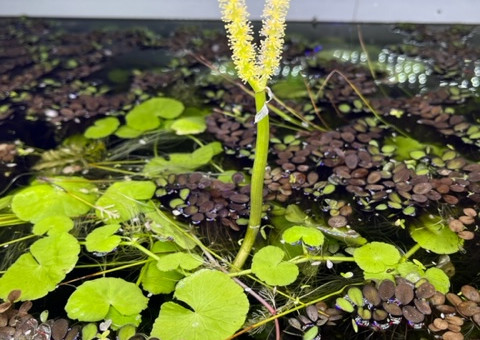 Aponogeton ulvaceus - fleur