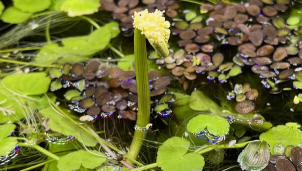 Aponogeton ulvaceus - fleur