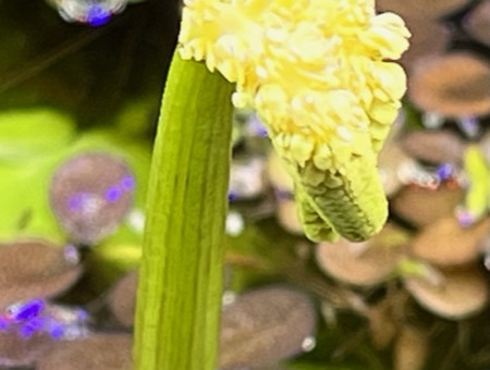 Aponogeton ulvaceus - fleur