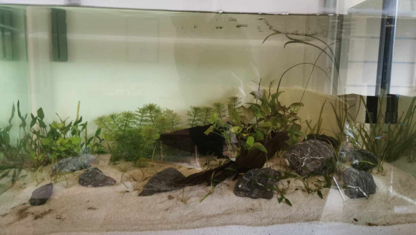 Fin du setup et premières plantes