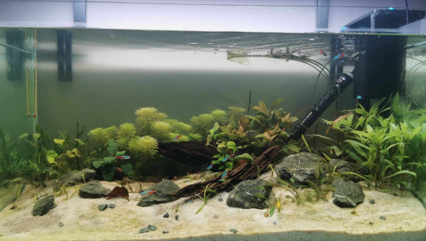 Introduction des néons