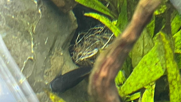 Oeufs de laetacara curviceps