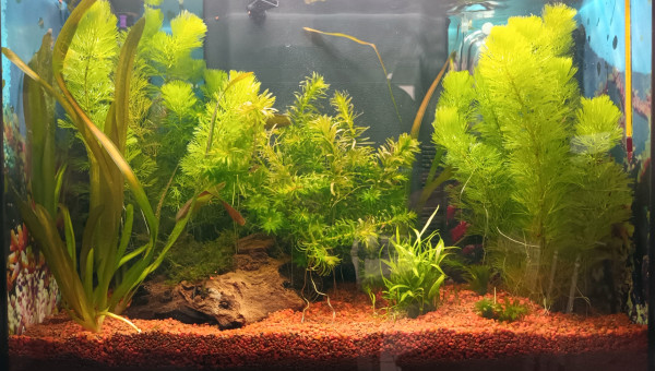 Deb 50 retrait du bateau