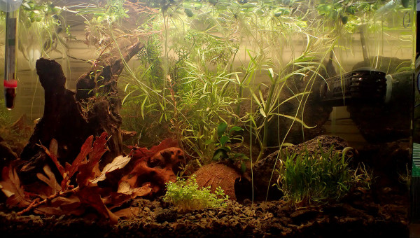 plantes remises au fond