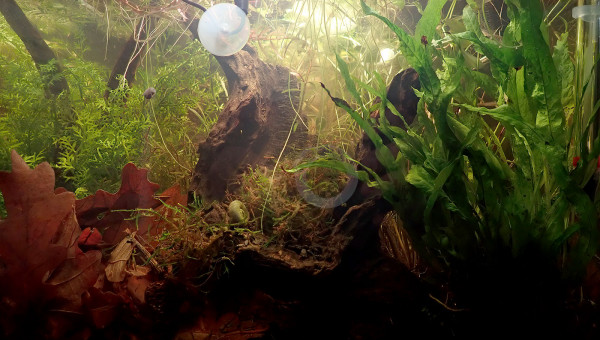 densément planté ...