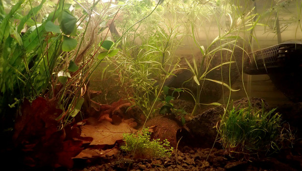 densément planté ...