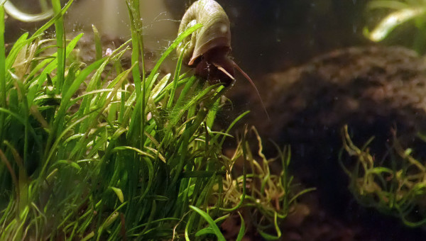 développement d'algues