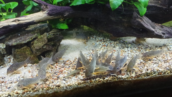 L'heure du casse-croûte