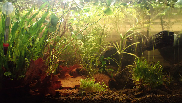 quelques ajouts : "densément planté"