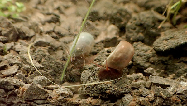 racine de salvinia et 2 planorbes