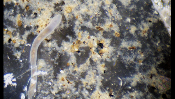 Petits vers plats : plathelminthes ?