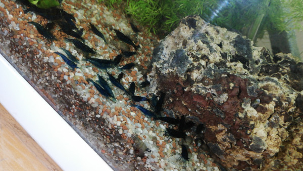 Mes p'tite beautés, des Blue velvet