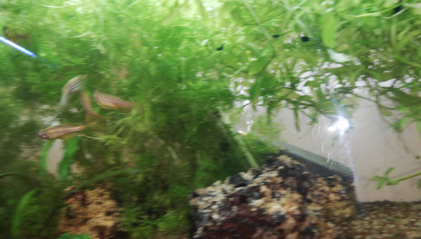 Mes Danios Rerios voilés