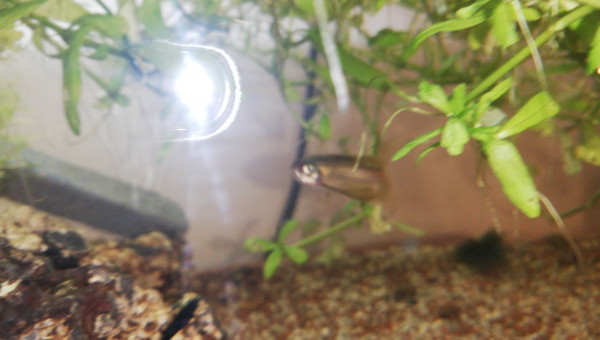 Mon survivor, Un Danio Frenkeii voilé