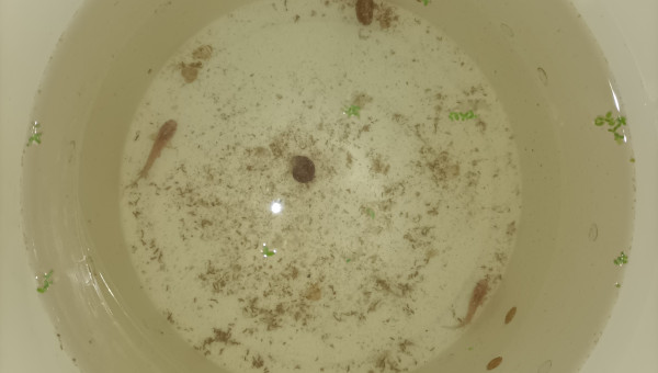 Couple reproducteur Fundulopanchax nigerianus innidere