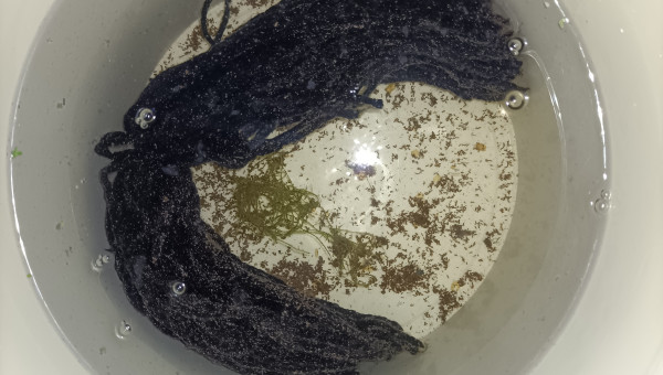 Mops Fundulopanchax nigerianus innidere