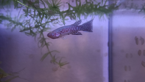 Mâle ♂️ Scriptaphyosemion geryi Dindefello OMSEN 21