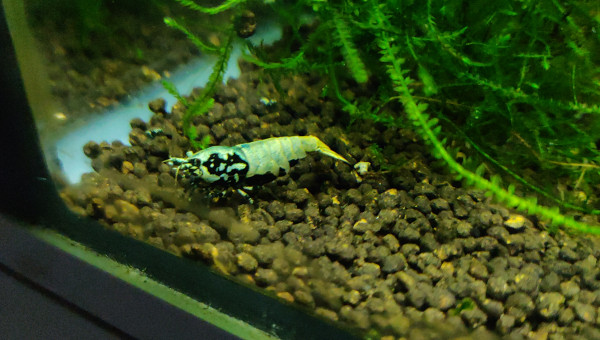 Femelle Golden Boa mais avec reflets bleus apparus récemment . Photo 2