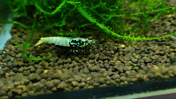 Femelle Golden Boa mais avec reflets bleus apparus récemment . Photo 3