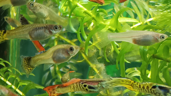 mélange de folies !