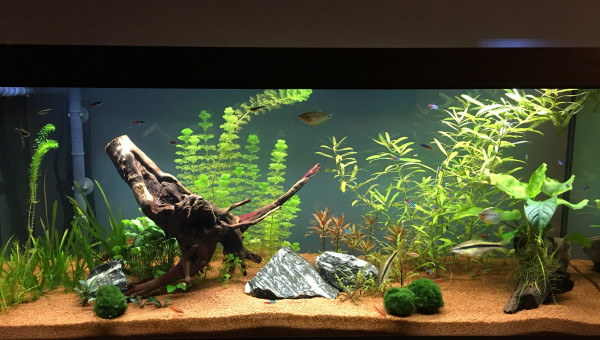 Aquarium Marie 2 mois après mise en eau