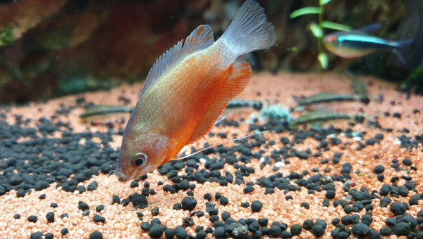 Femelle Chuna (mutation)