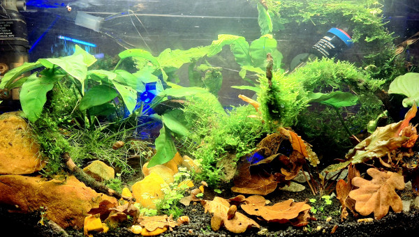 Presque plus de turbidité