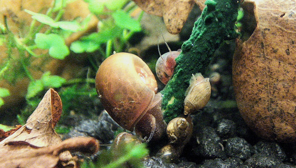 Planorbes et lymnées à l'assaut d'une lolly