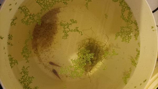 Couple Fundulopanchax nigerianus innidere