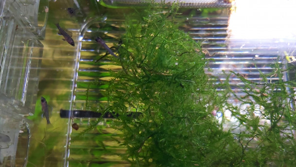 Cichlidés tanganyika planté