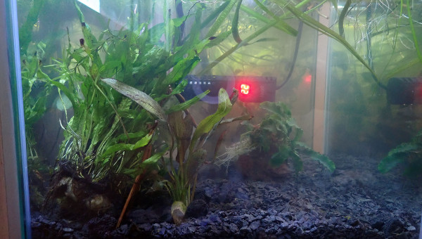 plantations + planorbes et aselles