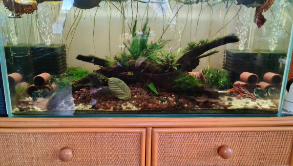 Eternia le Stalag de Cherax Pulcher