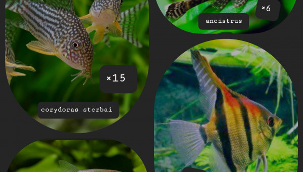 Les futurs habitants