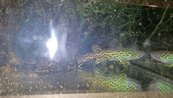 Mâle ♂️ Fundulopanchax marmoratus Mundemba GS 88-01