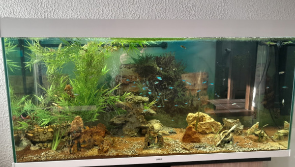 Aquarium de 250